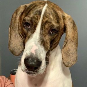 Meet your Posher, Thomas